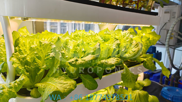 Hydroponic System - c Agriculture Machine to Growing VegetableLettuce