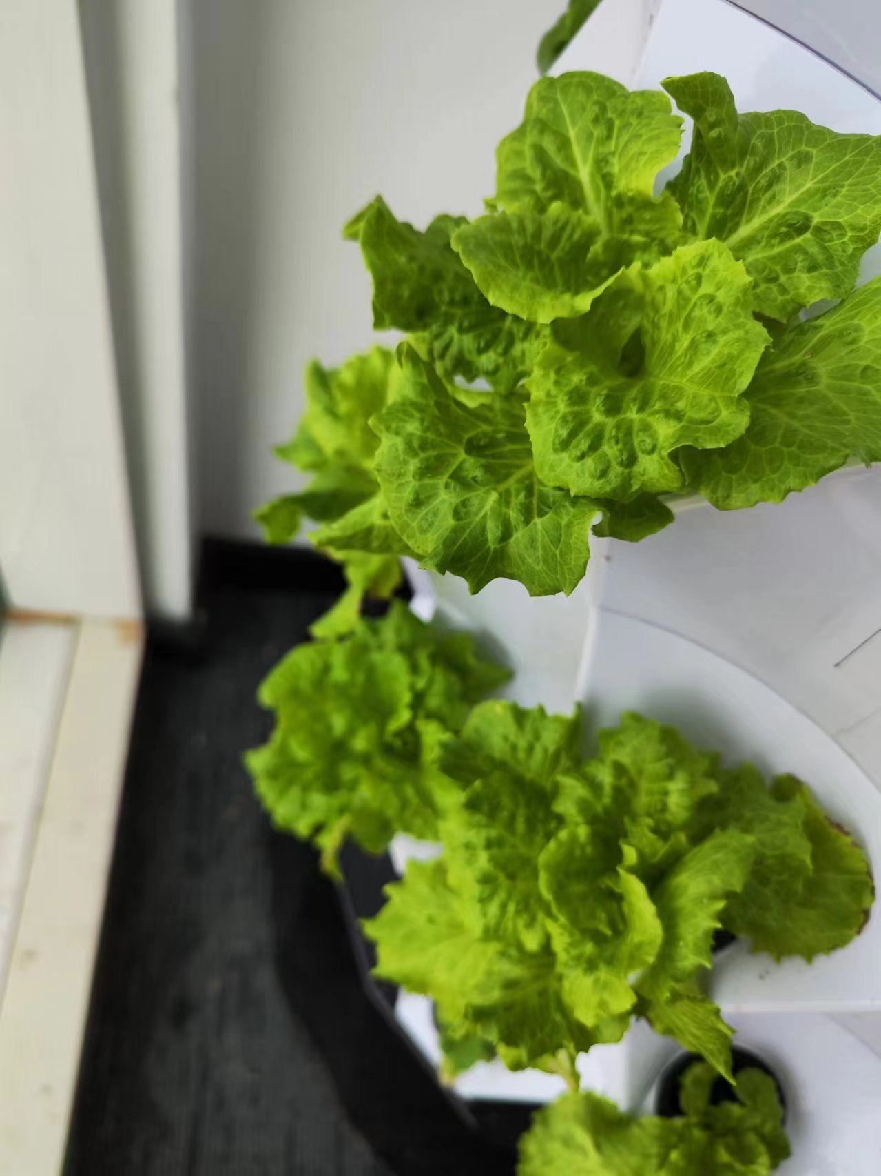 Farm Auto Irrigation Drip Kit  - огляд і ціна Hydroponic System